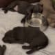 AKC Labrador Retrievers Charcoal & Silver