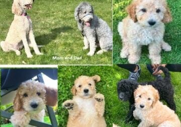 Multigeneration Standard Goldendoodle Puppies