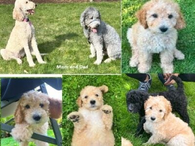 Multigeneration Standard Goldendoodle Puppies