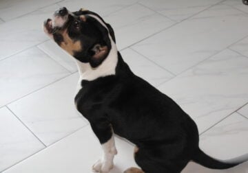 Xinaa