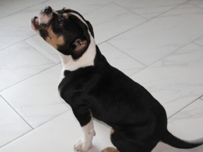 Xinaa