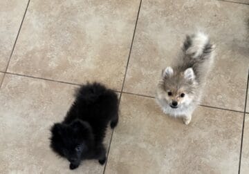 ♥︎ Beautiful Pomeranian Puppies ♥︎