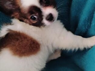 LONG HAIR CHIHUAHUA PUPPIES