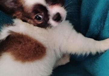 LONG HAIR CHIHUAHUA PUPPIES