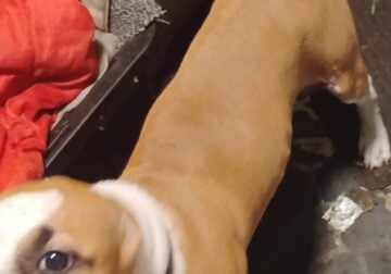 Puppy