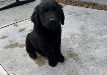 Golden doodle 1/2 price