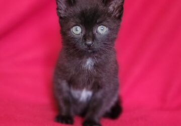 Kittens for adoption