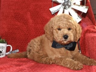 Mini Goldendoodle boy