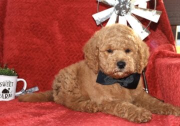 Mini Goldendoodle boy