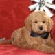 Mini Goldendoodle boy