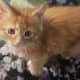 Maine Coon Polydactyl Orange Tabby Male