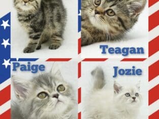 CFA Exotic Shorthairs