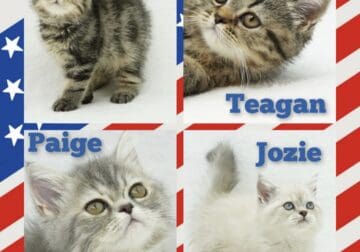 CFA Exotic Shorthairs