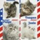 CFA Exotic Shorthairs