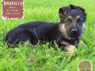 Amarillo – German Shepherd Dog puppy