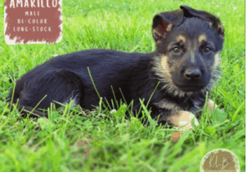 Amarillo – German Shepherd Dog puppy