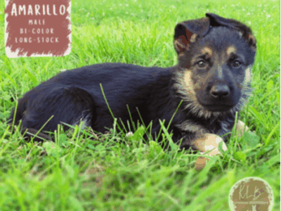 Amarillo – German Shepherd Dog puppy