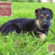 Amarillo – German Shepherd Dog puppy