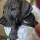 Great Dane Puppies ready for Adoption