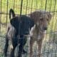 Sweet F1 Labradoodle Puppies need a home