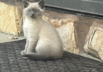 Country kittens