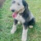 Old English Sheepdog