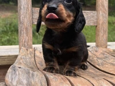 Miniature dachshunds