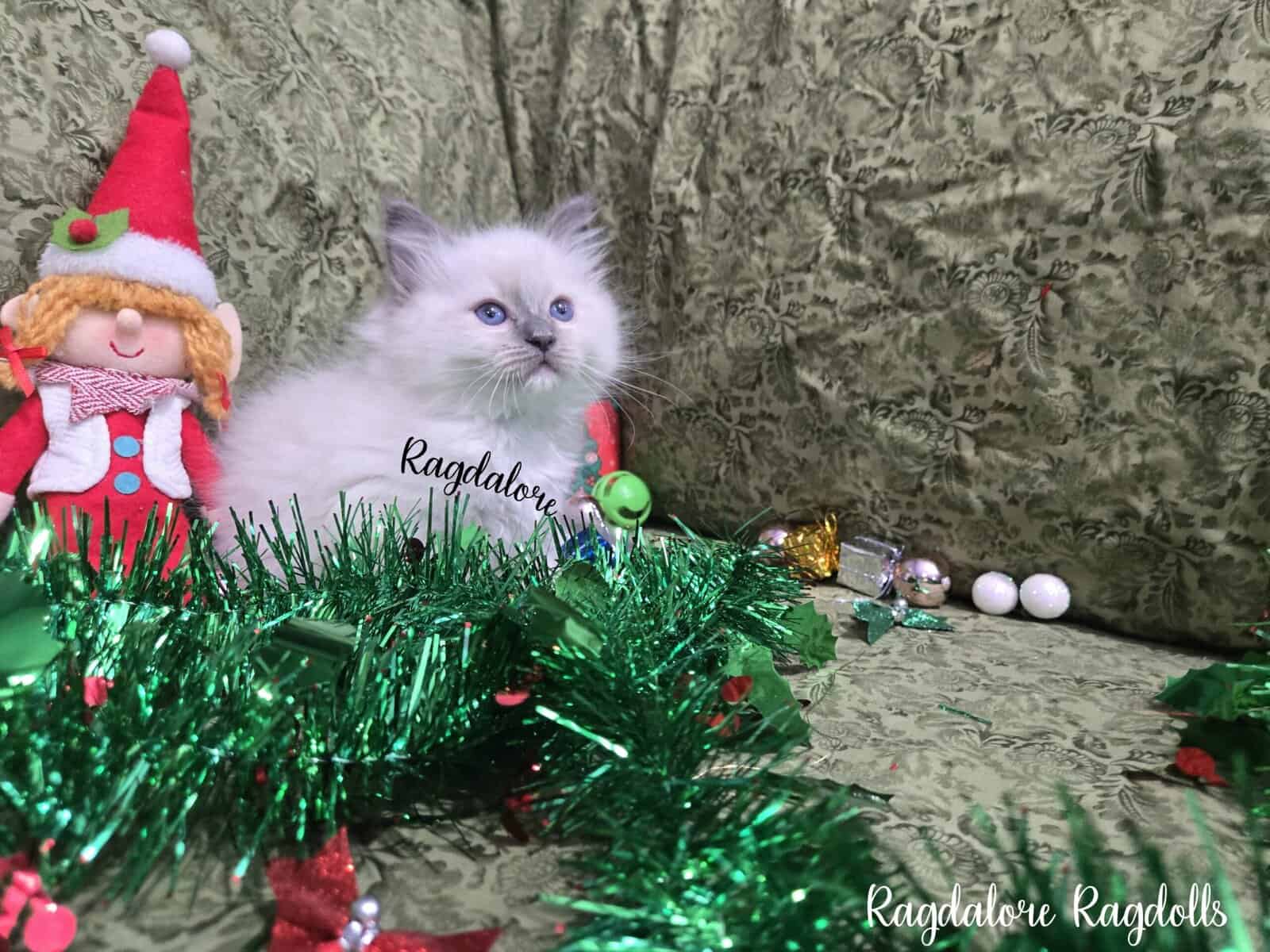 Adorable TICA Ragdoll Princess image 4