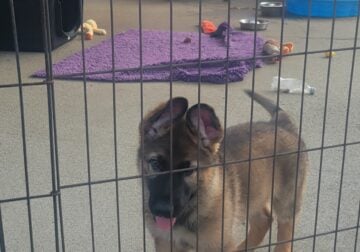 Akc German Shepherd puppies