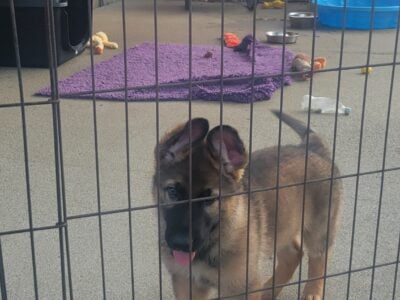 Akc German Shepherd puppies