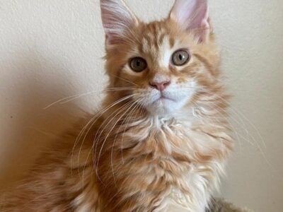 Maincoon kittens for sale