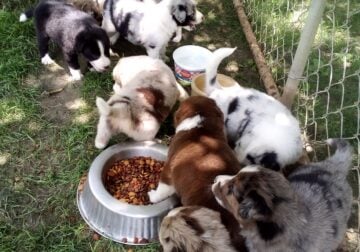 Australian shepherd puppies