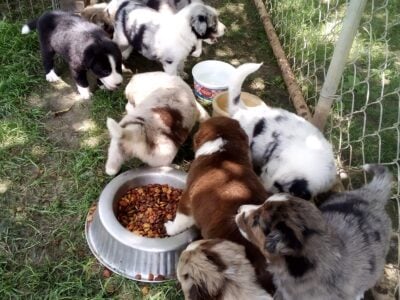 Australian shepherd puppies