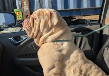 English Bulldog Stud – $500 or Pick of Litter