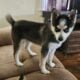Pomsky reduced price