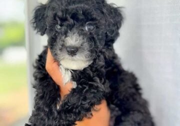 Toy poodle boy