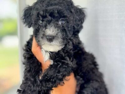 Toy poodle boy