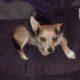 Free dog