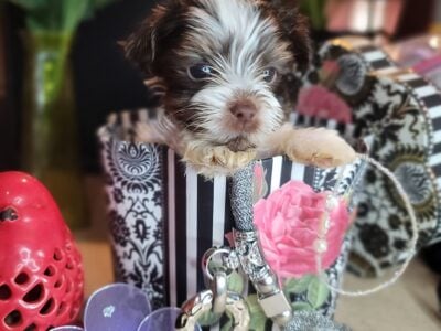Biewer pups