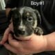 Puppies