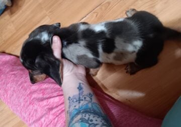 Mini dashounds