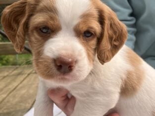 Brittany Spaniel Puppies