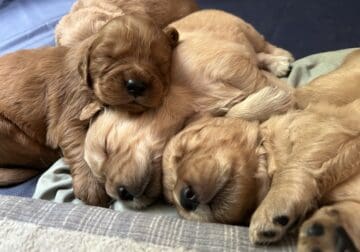 Golden retriever puppies AKC