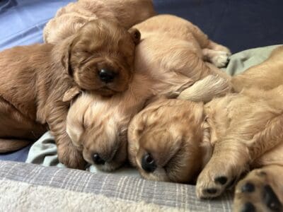 Golden retriever puppies AKC