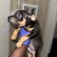 Tri bully pitbull puppies