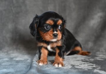 AKC Cavalier King Charles Wooster OH Barbie