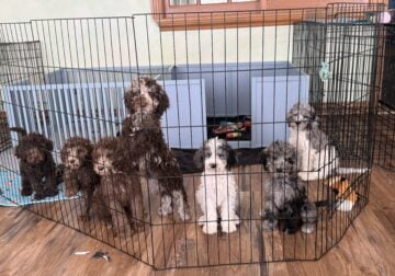 Golden doodle puppies