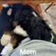 Mini Bernedoodle puppy Angel