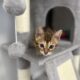 Amazing Simba Bengal Kitten