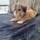 Shih tzu puppies
